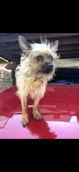 Lost Male Dog last seen 52nd overbrook ave , Philadelphia, PA 19131
