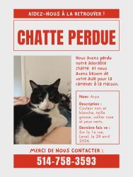 Lost Female Cat last seen Ecole secondaire, Laval, QC 