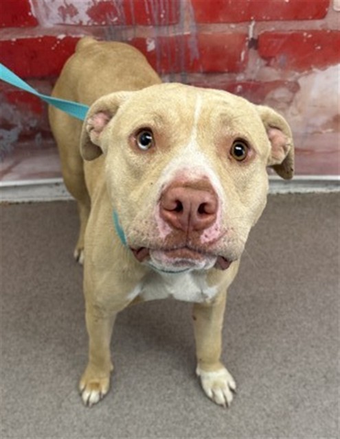Shelter Stray Female Dog last seen BENNETT AVE AND MERRIL, San Bernardino, CA 92401