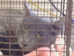 Shelter Stray Female Cat last seen NORTH AVE/WALNUT AVE, 95608, Sacramento, CA 95827
