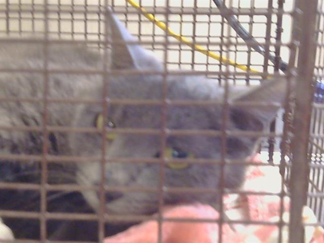 Shelter Stray Female Cat last seen NORTH AVE/WALNUT AVE, 95608, Sacramento, CA 95827