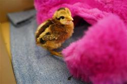 Shelter Stray Unknown Poultry last seen , Sacramento, CA 95818