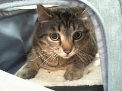 Shelter Stray Female Cat last seen CHARLOTTE, Charlotte, NC 28217