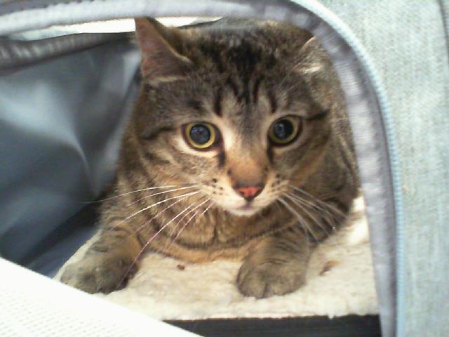 Shelter Stray Female Cat last seen CHARLOTTE, Charlotte, NC 28217