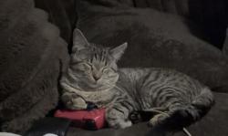 Lost Male Cat last seen Humboldt , South Bend, IN 46628