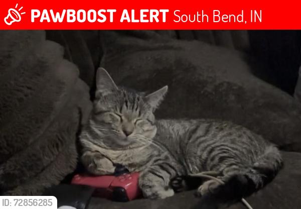 Lost Male Cat last seen Humboldt , South Bend, IN 46628
