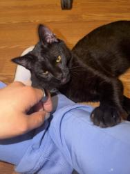 Found/Stray Male Cat last seen Grocery outlet by third ave, Chula Vista, CA 91912