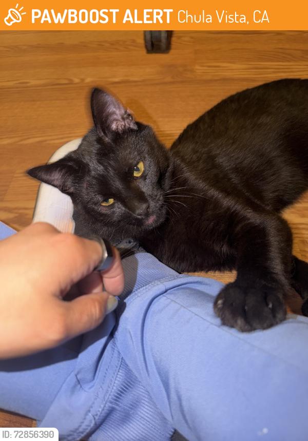 Found/Stray Male Cat last seen Grocery outlet by third ave, Chula Vista, CA 91912