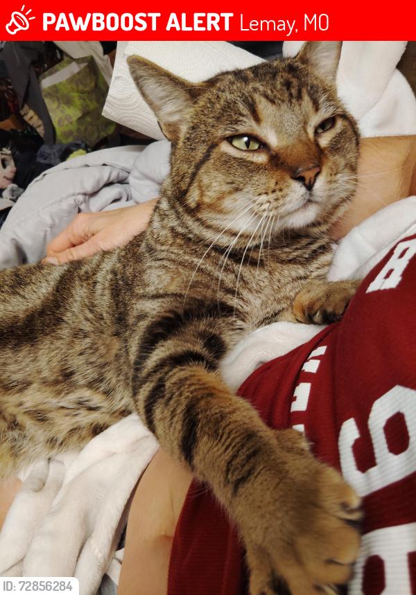 Lost Male Cat last seen Bobring ave and pardella , Lemay, MO 63125