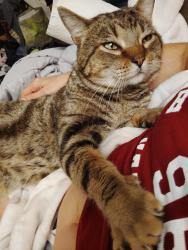 Lost Male Cat last seen Bobring ave and pardella , Lemay, MO 63125