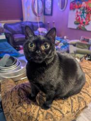 Lost Female Cat last seen Hudson and Delano, Austin, TX 78721