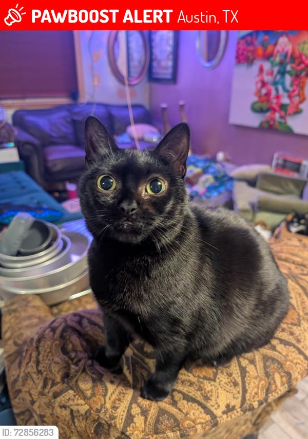 Lost Female Cat last seen Hudson and Delano, Austin, TX 78721
