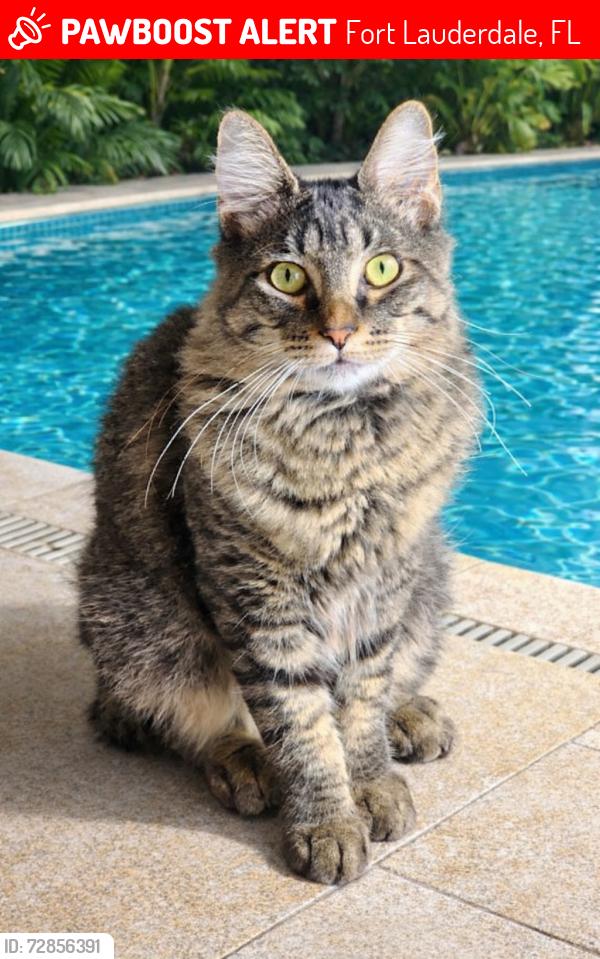 Lost Male Cat last seen Near ave, Fort Lauderdale, FL 33312