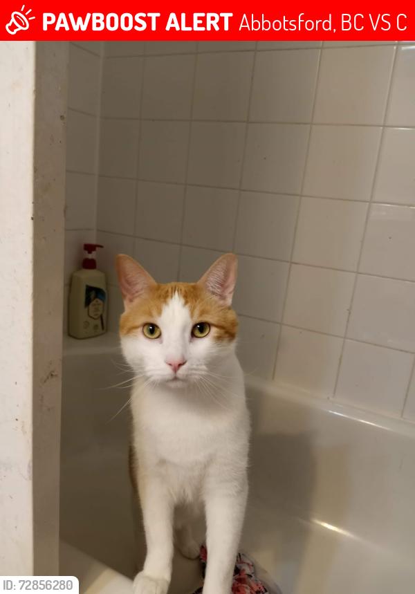 Lost Male Cat last seen Marshall Rd and Ware St, Abbotsford, BC V2S 3C3