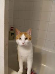 Lost Male Cat last seen Marshall Rd and Ware St, Abbotsford, BC V2S 3C3