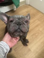 Lost Female Dog last seen Near BeechLand Cir, Roslindale, MA, Boston, MA 02131
