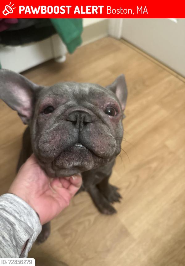 Lost Female Dog last seen Near BeechLand Cir, Roslindale, MA, Boston, MA 02131