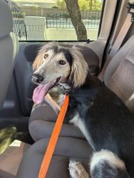 Found/Stray Female Dog last seen El Capitán & Ann Rd, Las Vegas Valley, NV 89149
