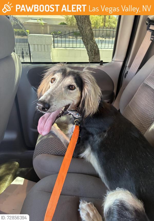 Found/Stray Female Dog last seen El Capitán & Ann Rd, Las Vegas Valley, NV 89149