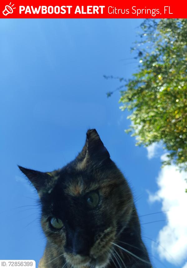 Lost Female Cat last seen Citrus Springs evangelical church, Citrus Springs, FL 34434