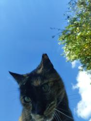 Lost Female Cat last seen Citrus Springs evangelical church, Citrus Springs, FL 34434
