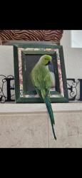 Lost Male Bird last seen Bruce and Washburn, North Las Vegas, NV 89081