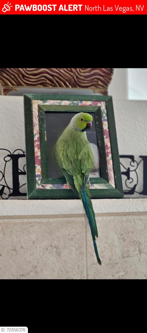 Lost Male Bird last seen Bruce and Washburn, North Las Vegas, NV 89081