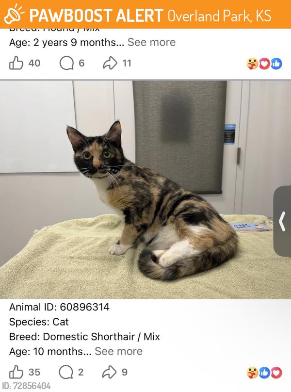 Found/Stray Unknown Cat last seen Turning left going north, Overland Park, KS 66212