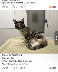 Found/Stray Unknown Cat last seen Turning left going north, Overland Park, KS 66212
