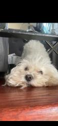 Lost Female Dog last seen County line road and caden farm road, Plainfield, IL 60544