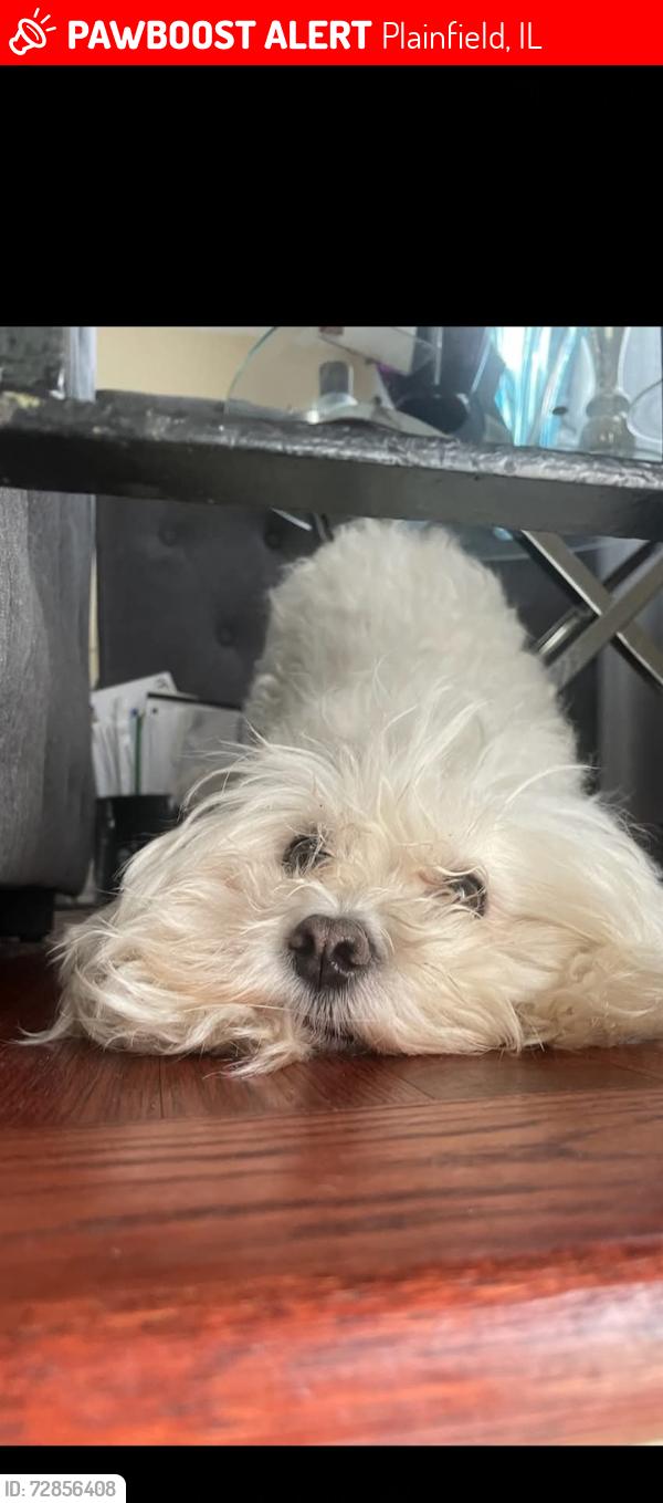 Lost Female Dog last seen County line road and caden farm road, Plainfield, IL 60544