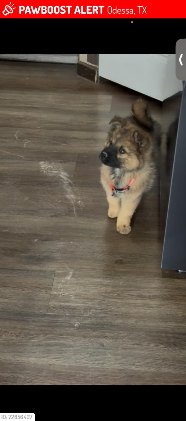 Lost Female Dog last seen West Odessa, 3rd and puffing , Odessa, TX 79761