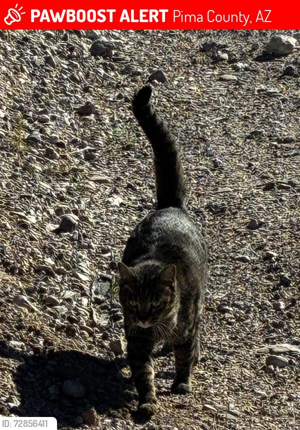 Lost Female Cat last seen Remington pass, Pima County, AZ 85602