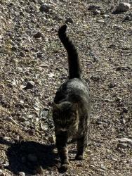 Lost Female Cat last seen Remington pass, Pima County, AZ 85602