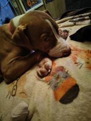 Found/Stray Female Dog last seen Michigan and holt road , Indianapolis, IN 46222