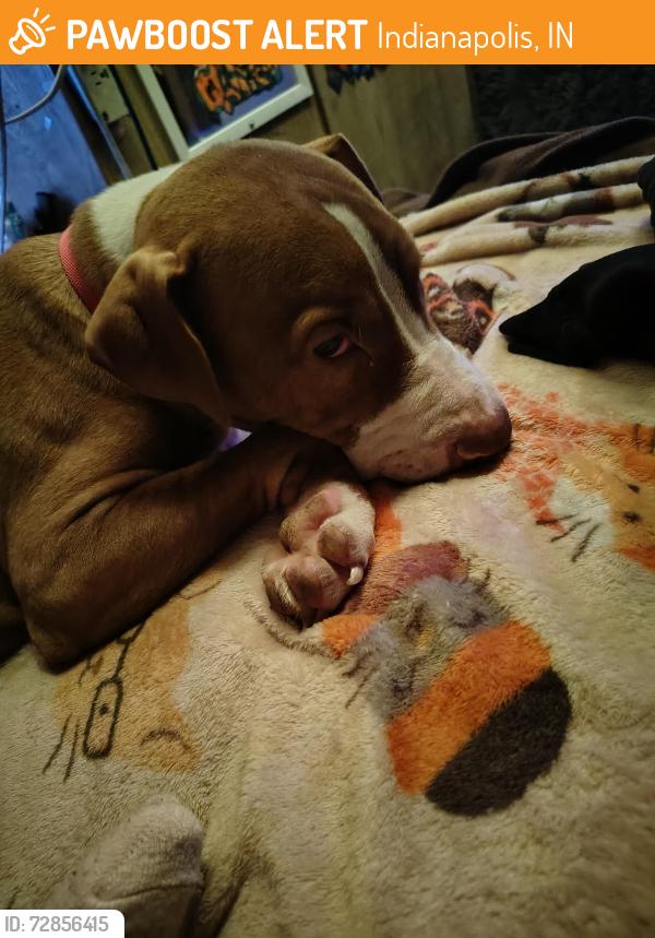Found/Stray Female Dog last seen Michigan and holt road , Indianapolis, IN 46222