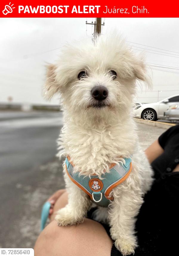 Lost Male Dog last seen rivera del crucero y rivera de la laguna, Juárez, Chih. 32594
