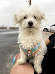 Lost Male Dog last seen rivera del crucero y rivera de la laguna, Juárez, Chih. 32594