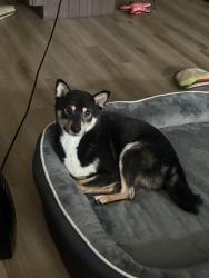 Lost Male Dog last seen Little river turnpike, Fairfax, VA 22031