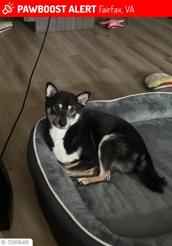 Lost Male Dog last seen Little river turnpike, Fairfax, VA 22031