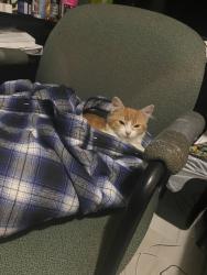 Lost Female Cat last seen Laurelton circle 30044, Lawrenceville, GA 30044