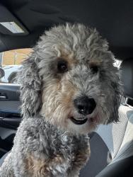 Found/Stray Unknown Dog last seen Southside blvd , Jacksonville, FL 32246