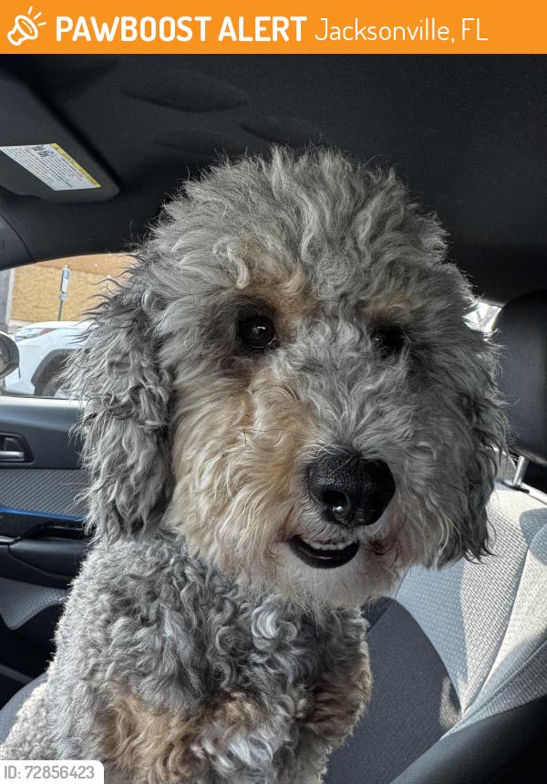 Found/Stray Unknown Dog last seen Southside blvd , Jacksonville, FL 32246