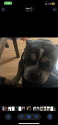 Lost Male Dog last seen Near dunrobin ln Dallas tx , Dallas, TX 75232