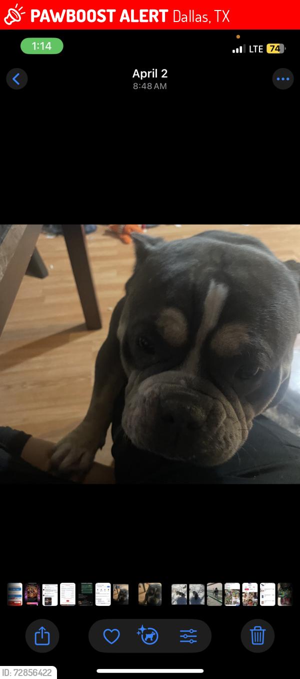 Lost Male Dog last seen Near dunrobin ln Dallas tx , Dallas, TX 75232