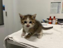 Shelter Stray Female Cat last seen E 92nd Pl & Stark Ave, 64138, 64138, MO, Kansas City, MO 64132