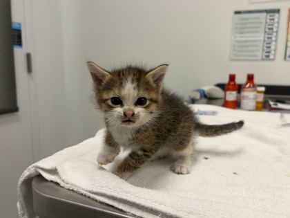 Shelter Stray Female Cat last seen E 92nd Pl & Stark Ave, 64138, 64138, MO, Kansas City, MO 64132