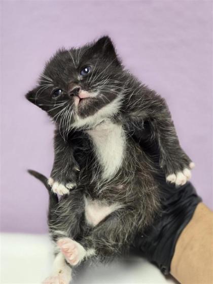 Shelter Stray Unknown Cat last seen El Paso, TX 79925, Fort Bliss, TX 79906