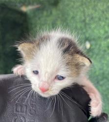 Shelter Stray Unknown Cat last seen Near montreal, Socorro, TX, Fort Bliss, TX 79906
