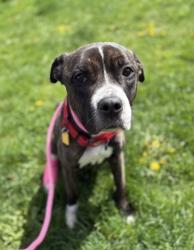 Shelter Stray Female Dog last seen , OH , Cleveland, OH 44102